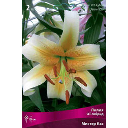 ����  ����� ��-������ ������ ��� (2 ��.), ������ �� 421 ���