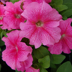 ����  ������� ����������� ����� ��� �� ���� ������ (1��-100�����) ���������������� ������, ������ �� 352 ���