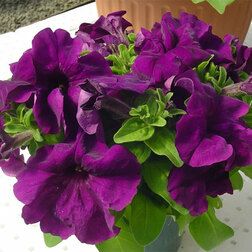 ����  ������� ����������� ����� ��� �� ��� ����� (1��-100�����) ���������������� ������, ������ �� 352 ���