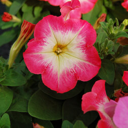 ����  ������� ����������� ����� ��� �� ��� ���� (1��-100�����) ���������������� ������, ������ �� 352 ���