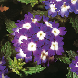 ����  ������� ������ ��� ��� �� (1��-100��) ���������������� ������, ������ �� 672 ���