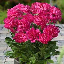 ����  ���� ����������� (�����) ������, ������ �� 926 ���