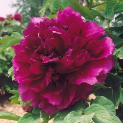 ����  ���� ����������� �������� ����� ����, ������ �� 731 ���