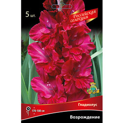 ����  ��������� ����������� (5 ��.), ������ �� 595 ���