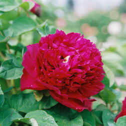 ����  ���� ����������� ���������� �������, ������ �� 731 ���