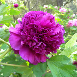 ����  ���� ����������� ��� ����-ϸ��, ������ �� 731 ���