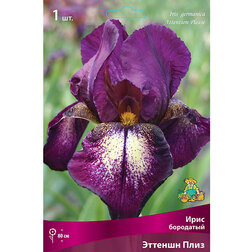 ����  ���� ��������� ������� ����, ������ �� 455 ���