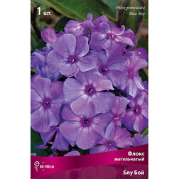 ����  ����� ����������� ��� ���, ������ �� 258 ���