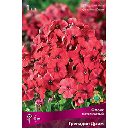 ����  ����� ����������� �������� ����, ������ �� 275 ���