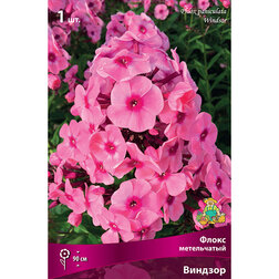 ����  ����� ����������� �������, ������ �� 246 ���