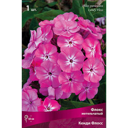 ����  ����� ����������� ����� �����, ������ �� 275 ���