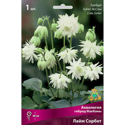 ����  ��������� ������ ������� ���� ������, ������ �� 323 ���