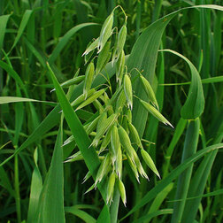 ����  ���� ������ (1��-0.5��), ������ �� 51 ���