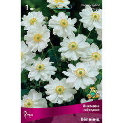 ����  ������� ��������� ¸�����, ������ �� 445 ���