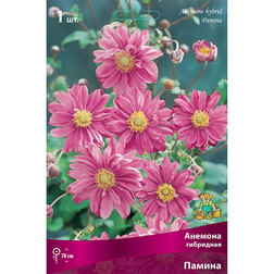 ����  ������� ��������� ������, ������ �� 445 ���