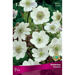 ����  ������� �������, ������ �� 459 ���