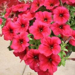 ����  ������� ��������� F1 ��� ���� ����� ����� (1��-100�����) ���������������� ������, ������ �� 4000 ���