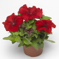 ����  ������� ����������� ����� ��� (1��-100�����) ���������������� ������, ������ �� 400 ���