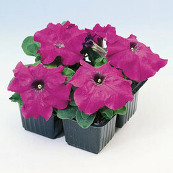 ����  ������� ����������� ����� ��� �� ������ (1��-100�����) ���������������� ������, ������ �� 352 ���