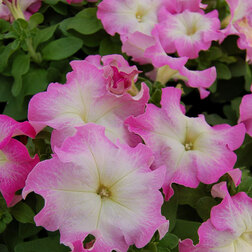 ����  ������� ����������� ����� ��� �� ���� ���� (1��-100�����) ���������������� ������, ������ �� 352 ���