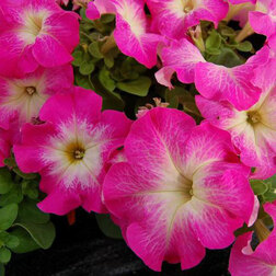 ����  ������� ����������� ����� ��� �� ���� ���� (1��-100�����) ���������������� ������, ������ �� 352 ���