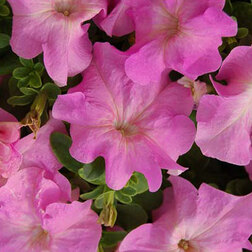 ����  ������� ����������� ����� ��� �� ���� ���� (1��-100�����) ���������������� ������, ������ �� 352 ���