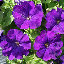 ����  ������� ����������� ����� ��� �� ��� ��� (1��-100�����) ���������������� ������, ������ �� 352 ���