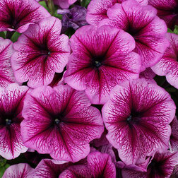 ����  ������� ����������� ����� ��� �� ����� ������ (1��-100�����) ���������������� ������, ������ �� 352 ���