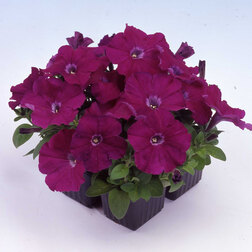 ����  ������� ����������� ����� ��� �� ����� (1��-100�����) ���������������� ������, ������ �� 352 ���