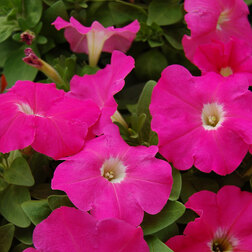 ����  ������� ����������� ����� ��� �� ���� (1��-100�����) ���������������� ������, ������ �� 352 ���