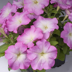 ����  ������� ����������� ����� ��� �� ���� ����(1��-100�����) ���������������� ������, ������ �� 352 ���