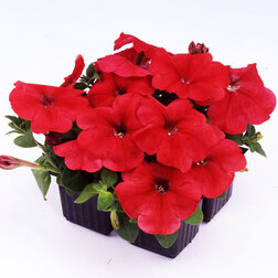 ����  ������� ����������� ����� ��� �� ��� (1��-100�����) ���������������� ������, ������ �� 352 ���