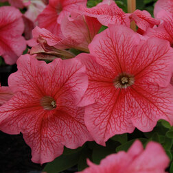 ����  ������� ����������� ����� ��� �� ��� ������ (1��-100�����) ���������������� ������, ������ �� 352 ���