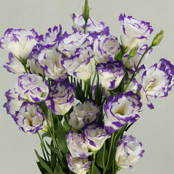 ����  ������� ����� ������ ����� ��� ������ (1��-250��) ���������������� ������, ������ �� 2400 ���