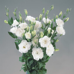 ����  ������� ����� ������ ���� ���� (1��-100��) ���������������� ������, ������ �� 976 ���