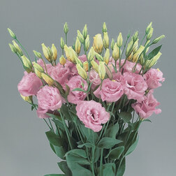 ����  ������� ����� ������ ���� (1��-100��) ���������������� ������, ������ �� 976 ���