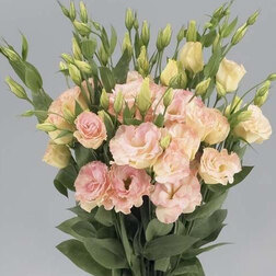 ����  ������� ����� ������ ������� (1��-250��) ���������������� ������, ������ �� 2400 ���