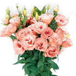 ����  ������� ����� ������ ������� (1��-100��) ���������������� ������, ������ �� 976 ���