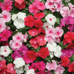 ����  ���������� �������� ���� (1��-1000��) ���������������� ������, ������ �� 2080 ���