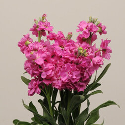 ����  �������� ��� ����� ���� (1��-1000��) ���������������� ������, ������ �� 2208 ���