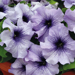 ����  ������� ����������� ����� ��� �� ��� ������ (1��-1000�����), ������ �� 3200 ���