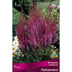 ����  �������� ��������� (�����������), ������ �� 300 ���