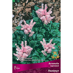 ����  �������� �������� �������, ������ �� 411 ���