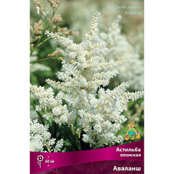 ����  �������� �������� �������, ������ �� 306 ���