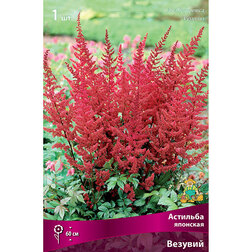 ����  �������� �������� �������, ������ �� 263 ���