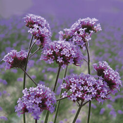 ����  ������� ��������� ������ (1��-1000��) ���������������� ������, ������ �� 3840 ���