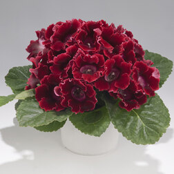 ����  ��������� ������� ��� (1��-100 �����) ���������������� ������, ������ �� 880 ���