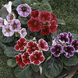 ����  ��������� ������� ������� ���� (1��-100 �����) ���������������� ������, ������ �� 880 ���