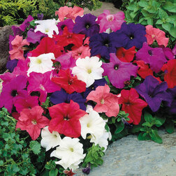 ����  ������� ����������� ����� ��� �� ���� (1��-100�����) ���������������� ������, ������ �� 352 ���