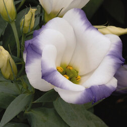 ����  ������� ������ ��� ���(1��-100�����) ���������������� ������, ������ �� 800 ���